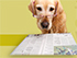 blog coup de coeur : Scott-Actu - News insolites